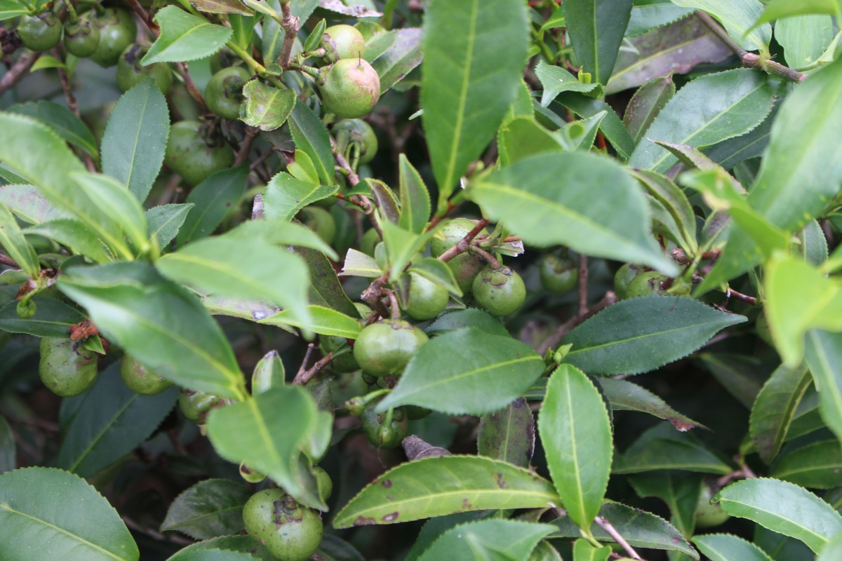 Camellia sinensis (L.) Kuntze